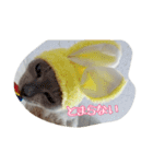 Tonkinese Cat Tom 2（個別スタンプ：21）