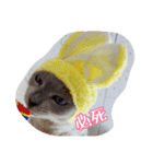 Tonkinese Cat Tom 2（個別スタンプ：22）