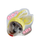 Tonkinese Cat Tom 2（個別スタンプ：24）
