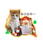 4にゃんこ2（個別スタンプ：1）