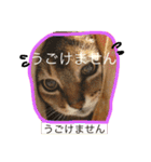 4にゃんこ2（個別スタンプ：2）
