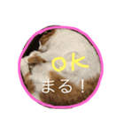 4にゃんこ2（個別スタンプ：8）