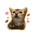4にゃんこ2（個別スタンプ：11）