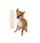 Shiba littledumdum（個別スタンプ：1）