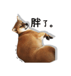 Shiba littledumdum（個別スタンプ：11）