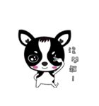 Chihuahua Ivan（個別スタンプ：3）