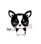 Chihuahua Ivan（個別スタンプ：4）