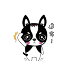 Chihuahua Ivan（個別スタンプ：9）