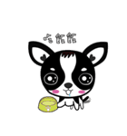 Chihuahua Ivan（個別スタンプ：30）