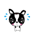 Chihuahua Ivan（個別スタンプ：35）