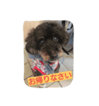 Toy poodle_Kanesada（個別スタンプ：1）