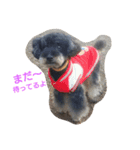 Toy poodle_Kanesada（個別スタンプ：2）