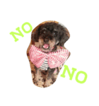 Toy poodle_Kanesada（個別スタンプ：8）