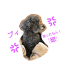 Toy poodle_Brothers（個別スタンプ：1）