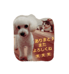 Toy poodle_Brothers（個別スタンプ：8）