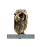 Also do O, animal stamp1（個別スタンプ：1）