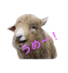 Also do O, animal stamp1（個別スタンプ：2）