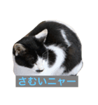 Also do O, animal stamp1（個別スタンプ：7）