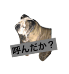 Also do O, animal stamp1（個別スタンプ：9）