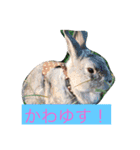 Also do O, animal stamp1（個別スタンプ：11）