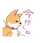 柴犬ちゃんー赤柴の女の子スタンプー（個別スタンプ：3）