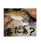 KAZUMIfamily（個別スタンプ：14）