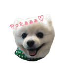 ポメラニアンのしゅんた（個別スタンプ：1）