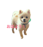 ポメラニアンのしゅんた（個別スタンプ：3）