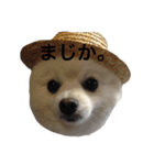 ポメラニアンのしゅんた（個別スタンプ：19）
