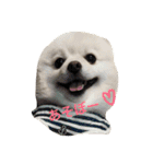 ポメラニアンのしゅんた（個別スタンプ：21）
