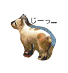Chihuahua Pacchi（個別スタンプ：1）