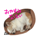 Chihuahua Pacchi（個別スタンプ：2）