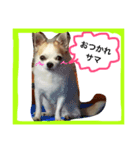 Chihuahua Pacchi（個別スタンプ：3）