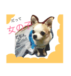 Chihuahua Pacchi（個別スタンプ：4）
