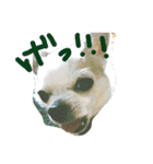 Chihuahua Pacchi（個別スタンプ：5）