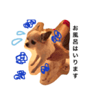 Chihuahua Pacchi（個別スタンプ：6）