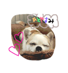 Chihuahua Pacchi（個別スタンプ：7）