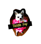 Chihuahua Pacchi（個別スタンプ：8）