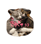 nekobrothers（個別スタンプ：1）