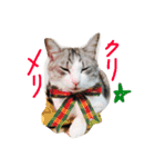 nekobrothers（個別スタンプ：3）