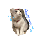 nekobrothers（個別スタンプ：4）