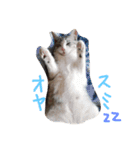 nekobrothers（個別スタンプ：5）