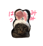 nekobrothers（個別スタンプ：6）