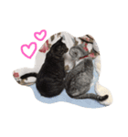 nekobrothers（個別スタンプ：8）