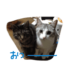 nekobrothers（個別スタンプ：9）