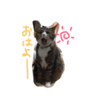 nekobrothers（個別スタンプ：10）