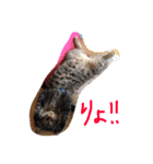 nekobrothers（個別スタンプ：11）