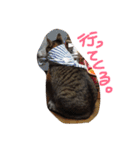 nekobrothers（個別スタンプ：14）