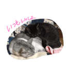 nekobrothers（個別スタンプ：15）
