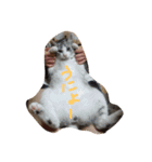 nekobrothers（個別スタンプ：16）